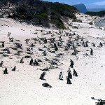 Pinguine am Boulders Beach