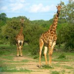 Giraffen Paar