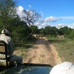 Zebras auf der "Straße"