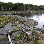 Biberbau im Tierra del Fuego National Park