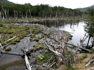 Biberbau im Tierra del Fuego National Park