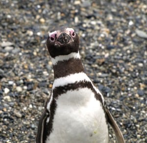 Magellanpinguin