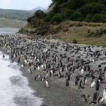 Pinguinera auf Feuerland