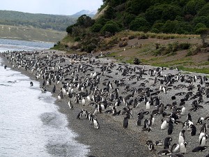 Pinguinera auf Feuerland