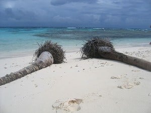 "Palm-Friedhof" auf Petit Tabac