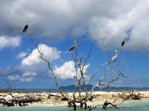 Rest Sandy Island mit Pelikanen