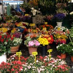 Blumenstand am Campo dei Fiori