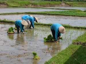 Reispflanzer