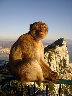 Berberaffe auf Gibraltar