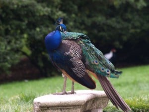 Isola Madre: Pfau