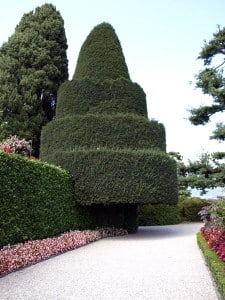 Tannenbaum auf der Isola Bella