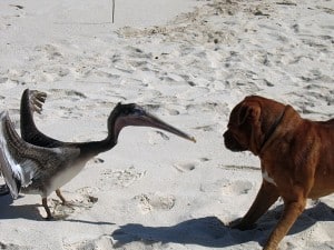 Pelikan gegen Hund