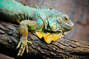 grüner Leguan auf Galapagos