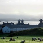 Schafe vor der Ardbeg Distillery, Islay