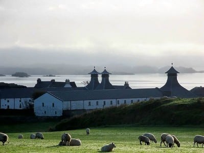 Schafe vor der Ardbeg Distillery, Islay