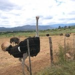 Straußenfarm in Oudtshoorn