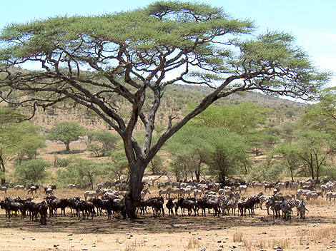 Die Mittagshitze der Serengeti