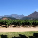 Weinreben in den Winelands