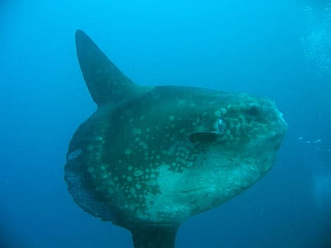 Mondfisch, auch "Mola Mola" oder "Sun Fish" genannt