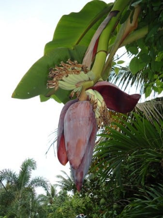Bananenstaude