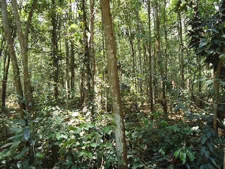 Dschungel bei Cu Chi