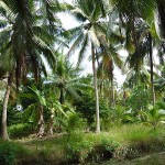 Dschungel im Mekong-Delta