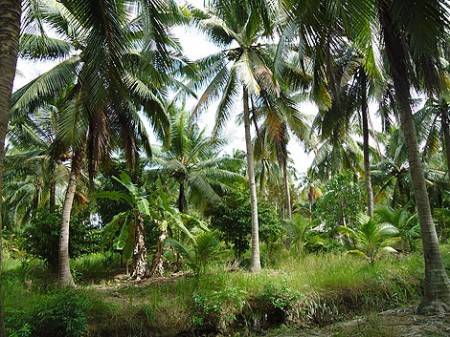 Dschungel im Mekong-Delta