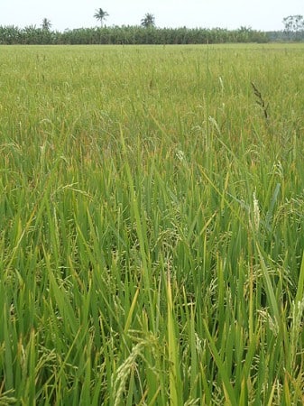 Reisfeld im Mekong-Delta
