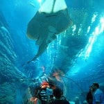 Tunnel im Dubai Aquarium