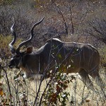 Eland Antilope