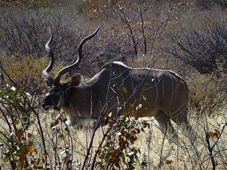 Eland Antilope