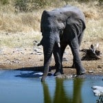 Elefant am Wasserloch