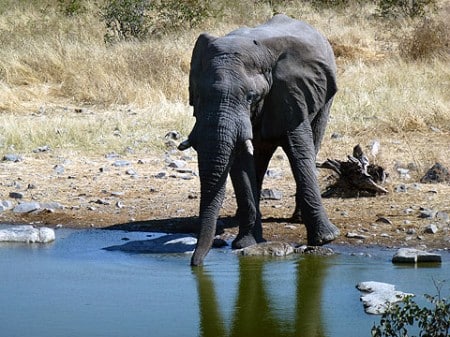 Elefant am Wasserloch