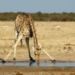 Giraffe am Wasserloch