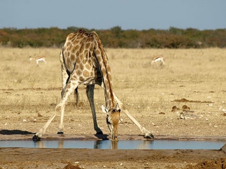 Giraffe am Wasserloch