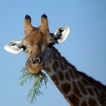 Giraffensnack im Etosha Nationalpark