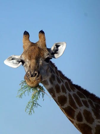 Giraffensnack im Etosha Nationalpark