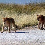 Löwen auf der Straße