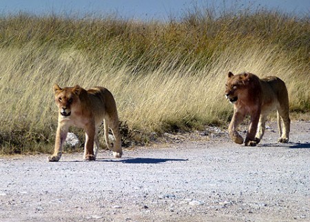 Löwen auf der Straße