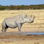 Nashorn am Wasserloch im Etosha Nationalpark