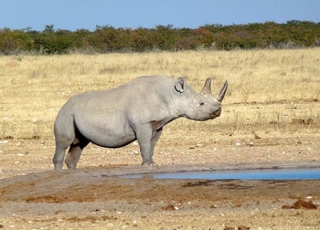 Nashorn am Wasserloch im Etosha Nationalpark