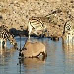 Oryx Antilope und Zebras am Wasserloch