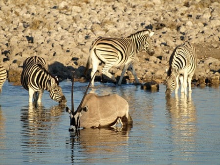 Oryx Antilope und Zebras am Wasserloch
