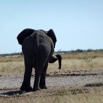 Rüsselpause im Etosha Nationalpark