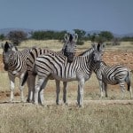 Süße Zebras im Etosha Nationalpark