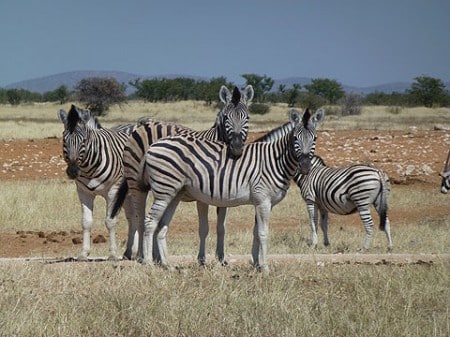 Süße Zebras im Etosha Nationalpark