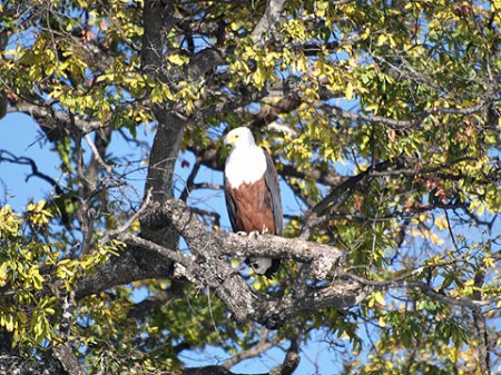 Adler am Chobe Ufer