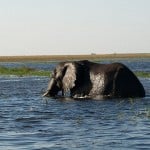 Elefant beim schwimmen im Chobe River