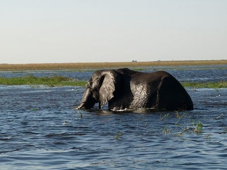Elefant beim schwimmen im Chobe River