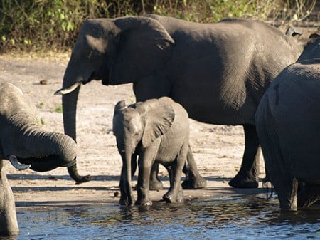 Elefantenfamilie beim baden